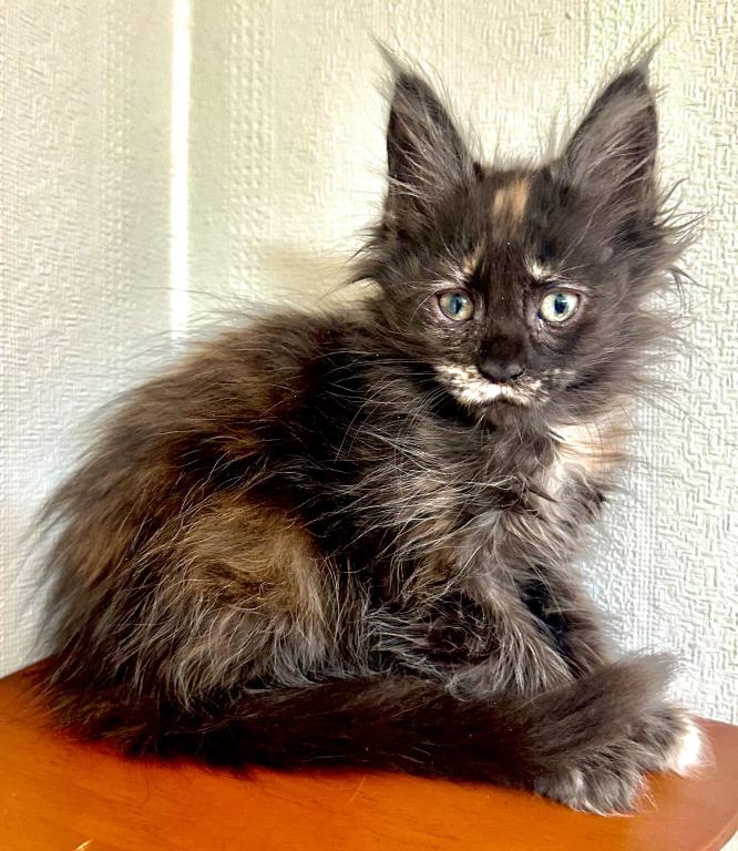 Mamba Polydactyl photo 5