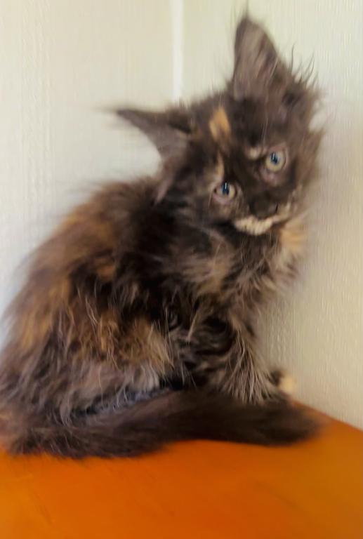Mamba Polydactyl photo 12
