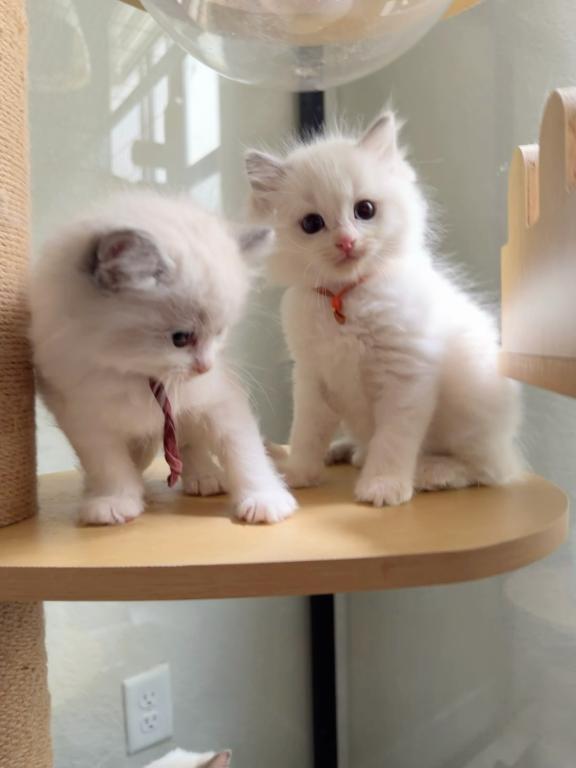Mochi photo 2
