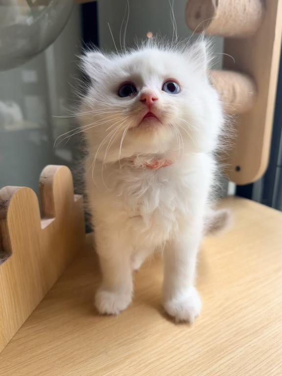 Mochi photo 4
