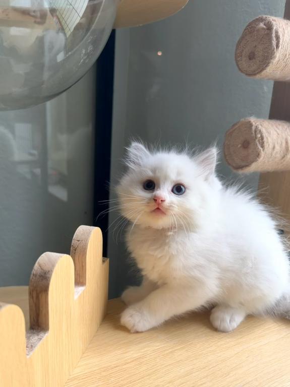 Mochi