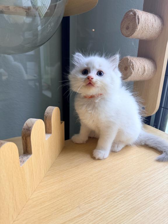 Mochi photo 3