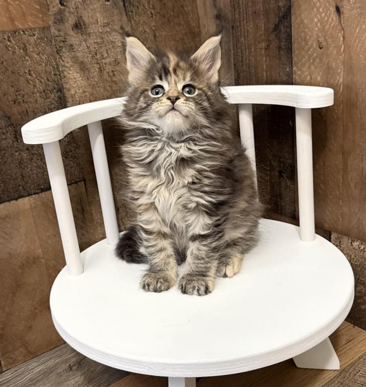 Maine Coon Kittens photo 4