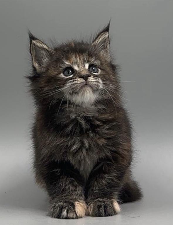 Maine Coon Kittens photo 3