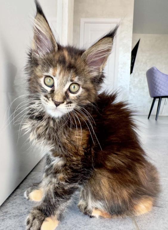 Maine Coon Kittens photo 6