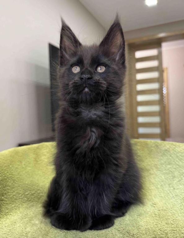 Maine Coon Kittens photo 2