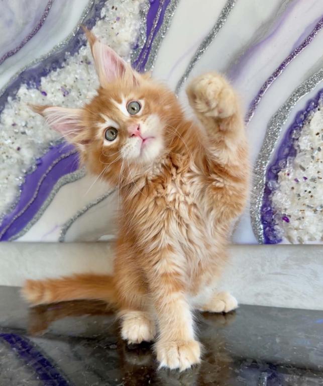 Maine Coon Kittens photo 7