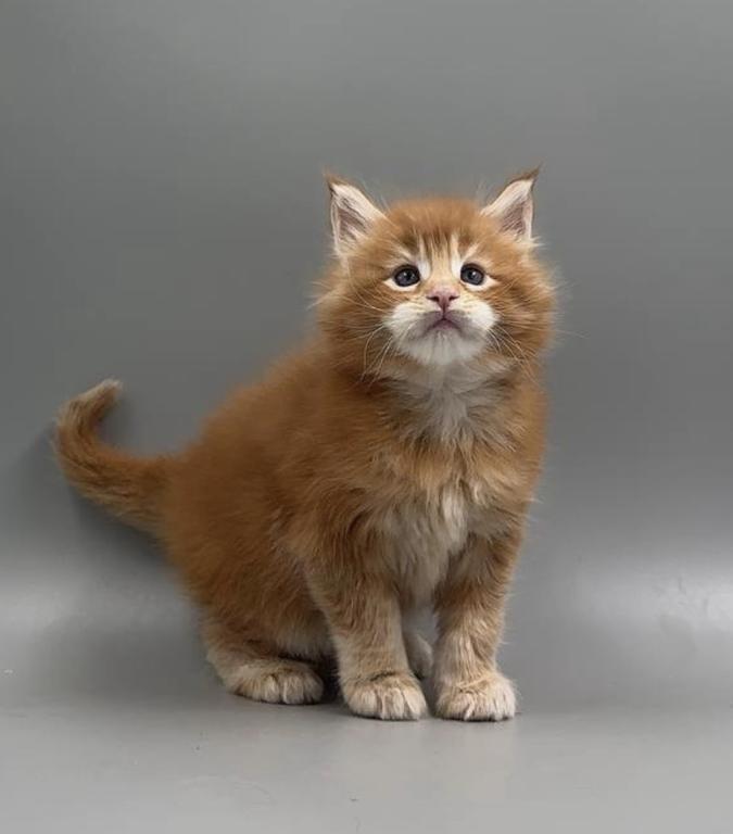 Maine Coon Kittens