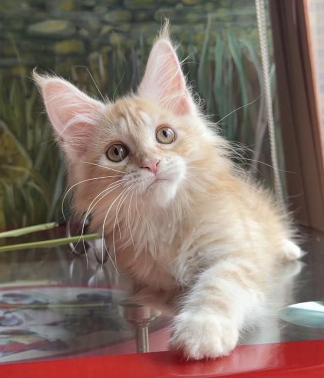 Maine Coon Kittens photo 5