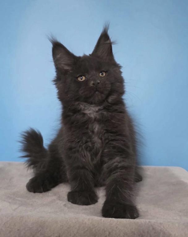 Maine Coon Kittens photo 3