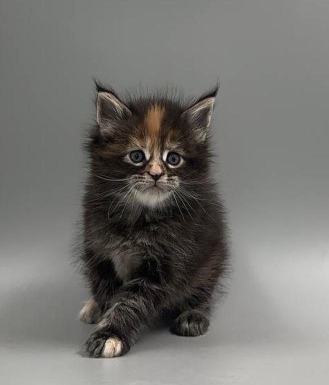 Maine Coon Kittens photo 2