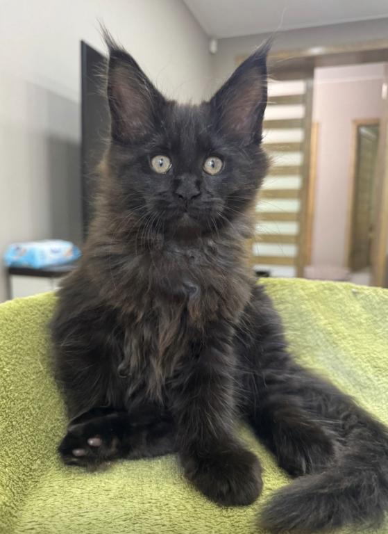 Maine Coon Kittens photo 4