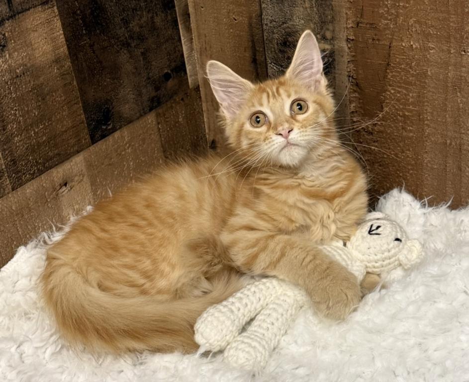 Maine Coon Kittens photo 6