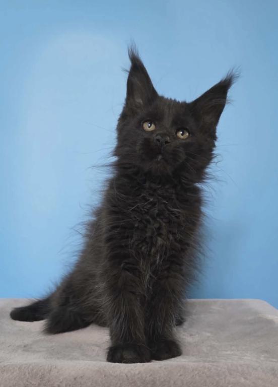 Maine Coon Kittens photo 5