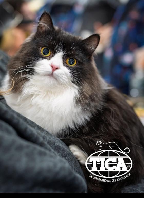Hemi Litter photo 2