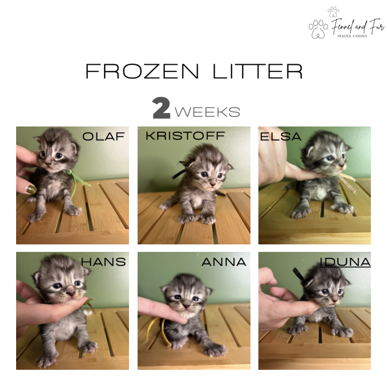 Black Silver Tabby Maine Coons photo 1
