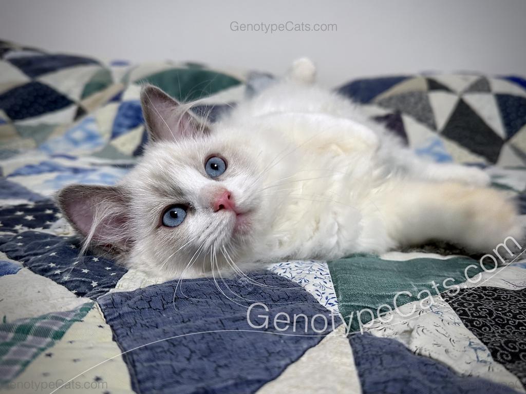 Draco photo 10