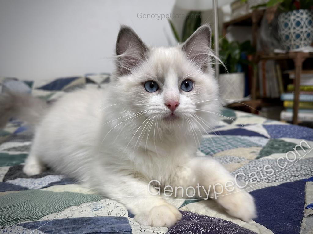 Draco photo 4