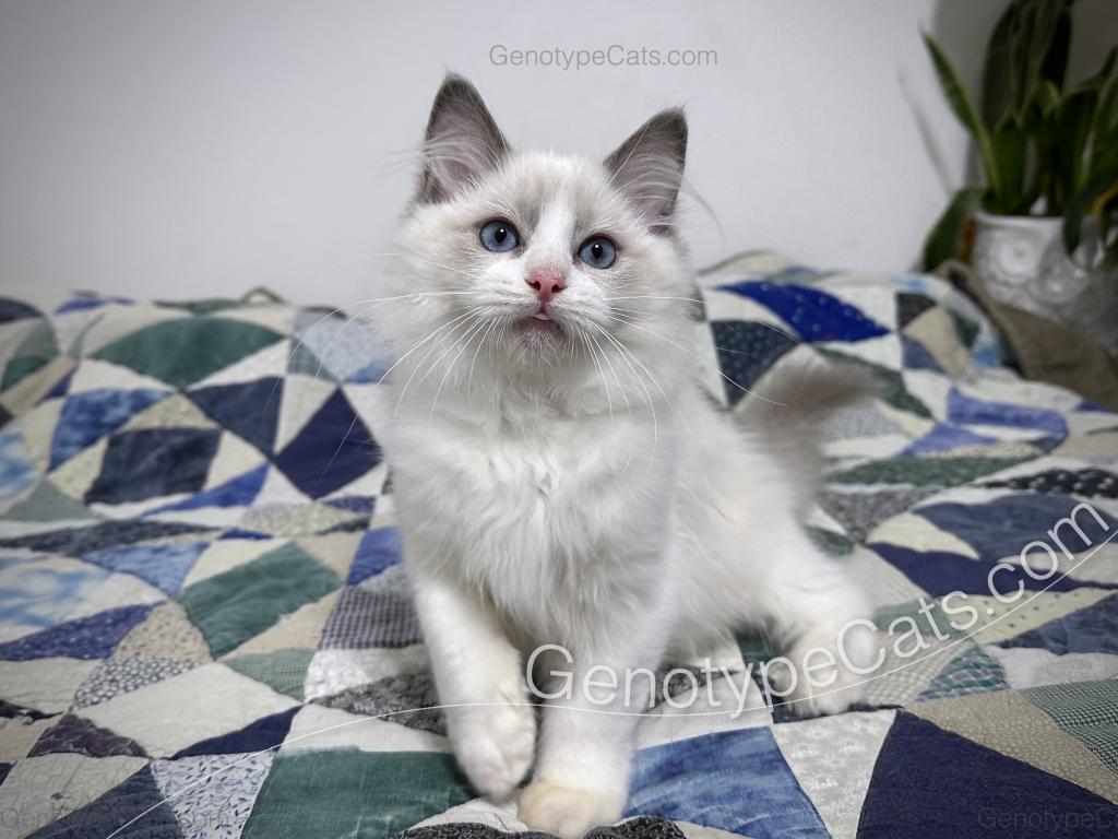 Draco photo 16