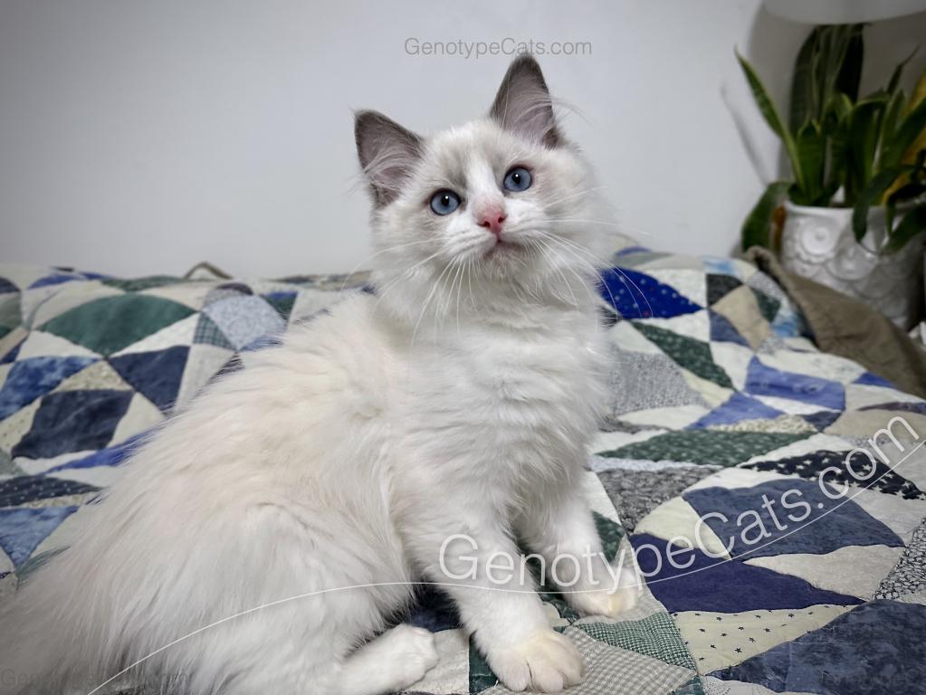 Draco photo 3