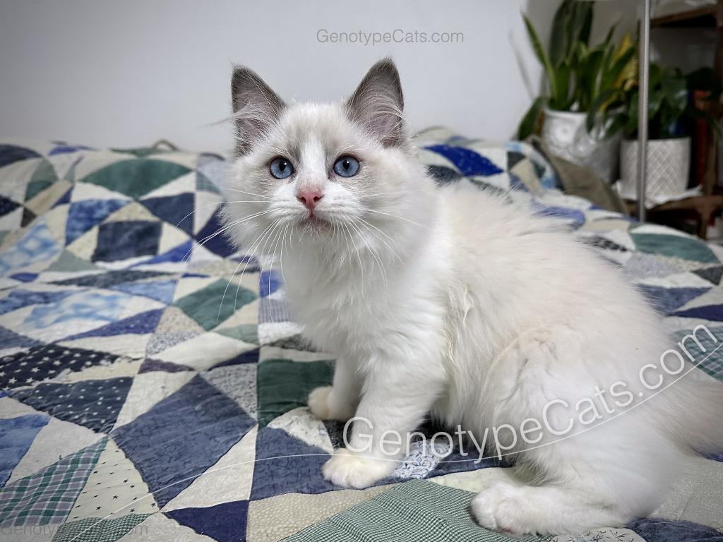 Draco photo 13