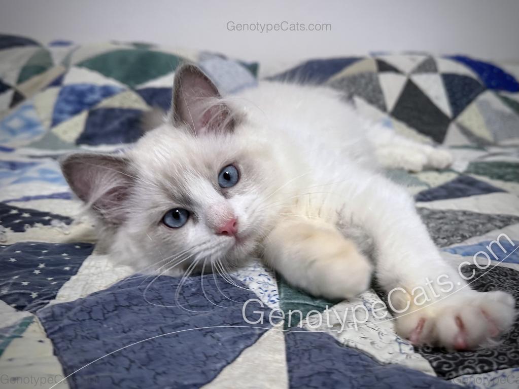 Draco photo 12