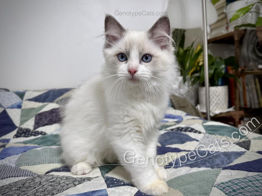 Draco photo 9