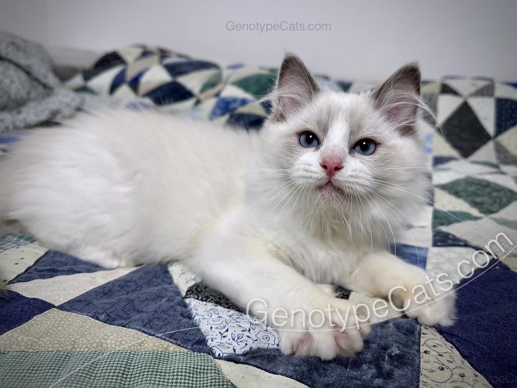 Draco photo 8