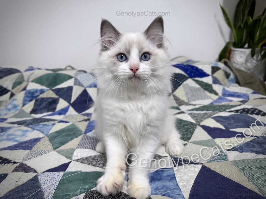 Draco photo 2