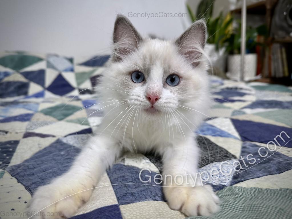 Draco photo 6
