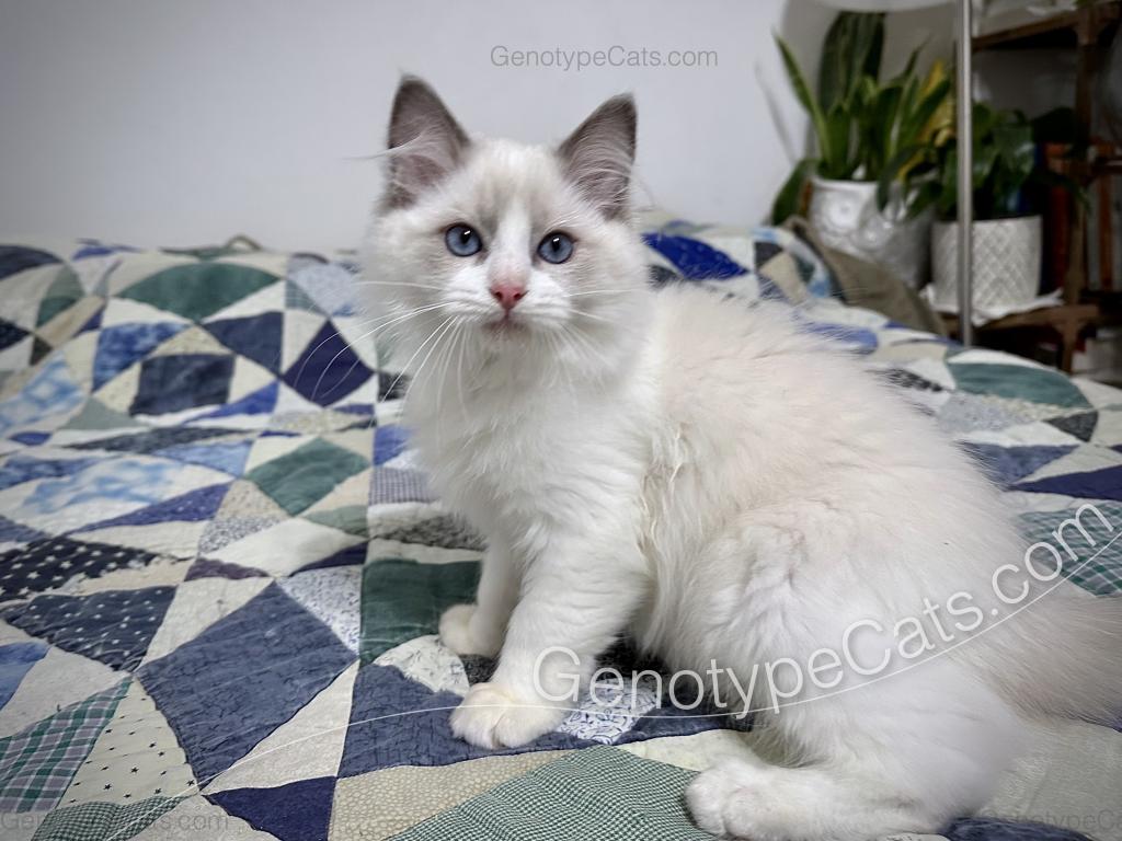 Draco photo 14
