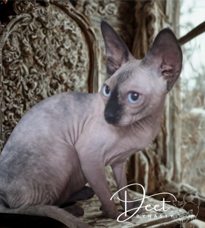 DEET Dynasty Cattery