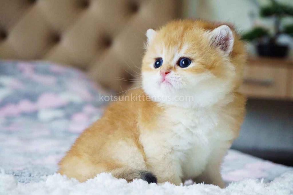 Boss Orange Golden Ny 11 British Shorthair Male photo 3