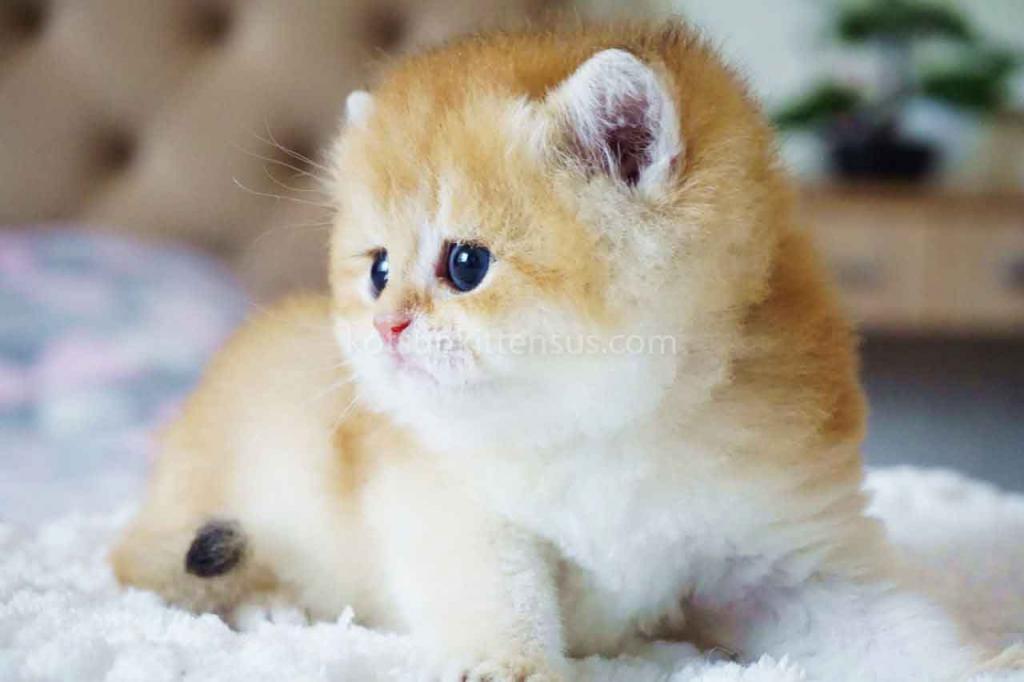 Boss Orange Golden Ny 11 British Shorthair Male photo 6