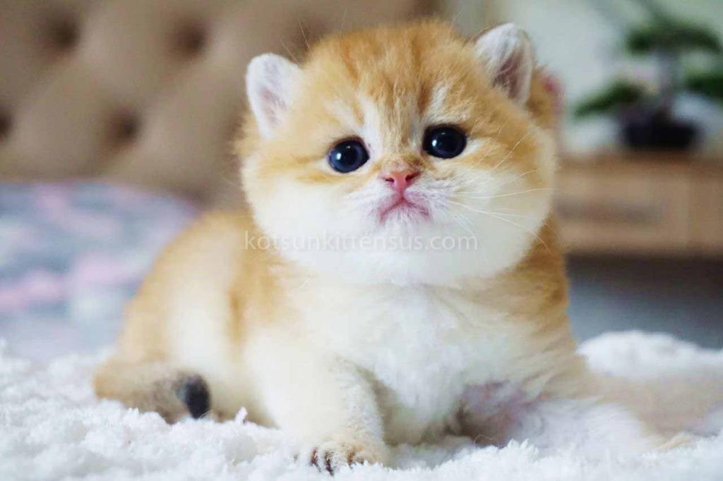 Boss Orange Golden Ny 11 British Shorthair Male photo 1