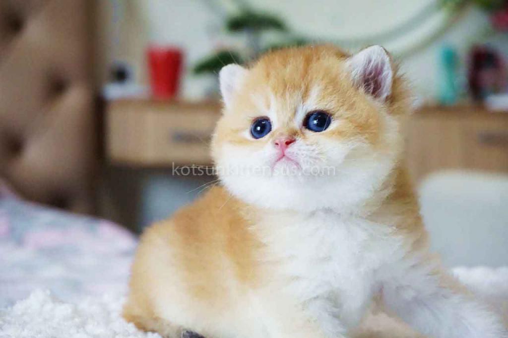 Boss Orange Golden Ny 11 British Shorthair Male photo 7