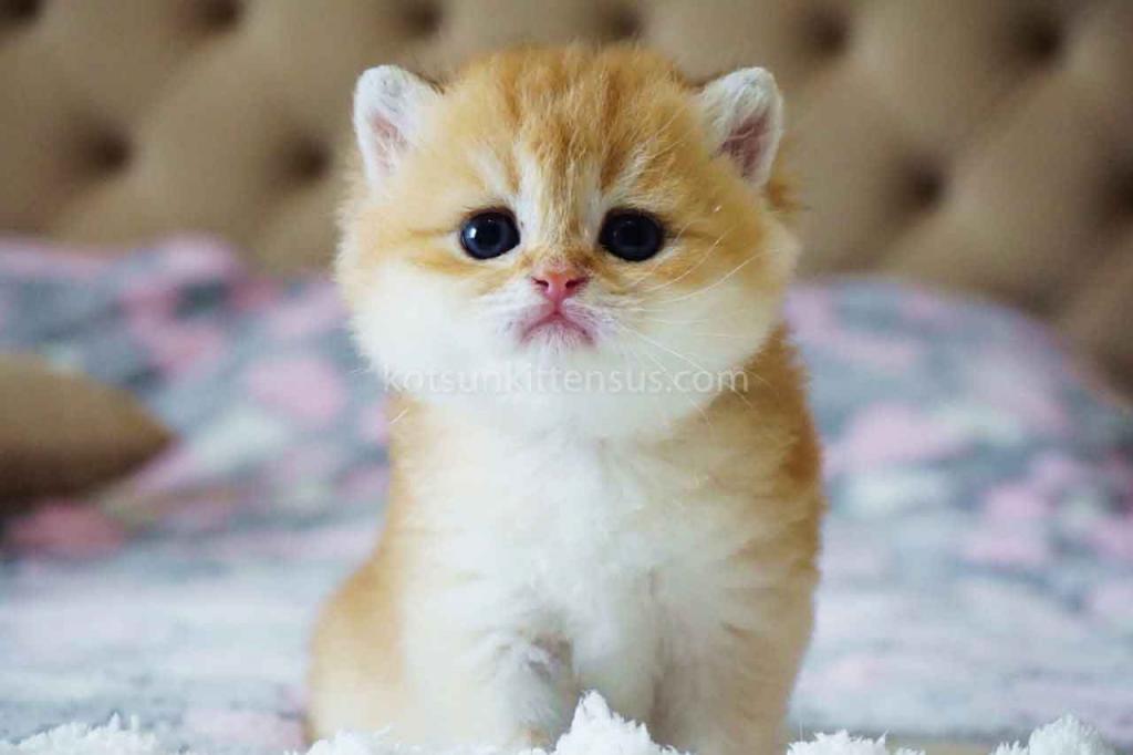 Boss Orange Golden Ny 11 British Shorthair Male photo 2