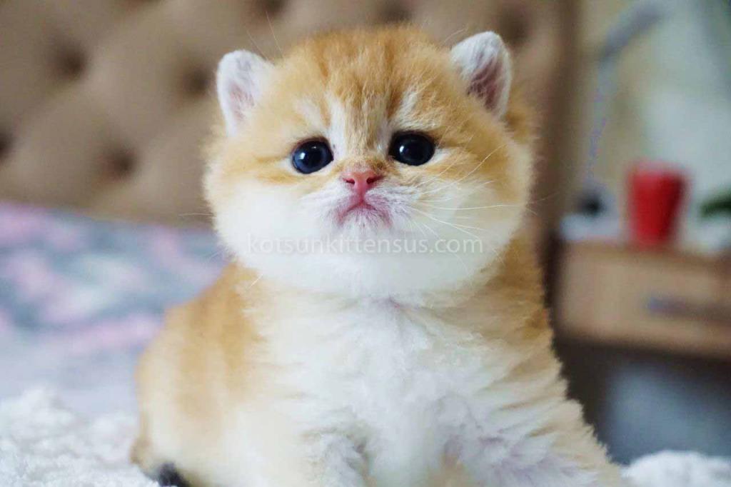 Boss Orange Golden Ny 11 British Shorthair Male photo 8