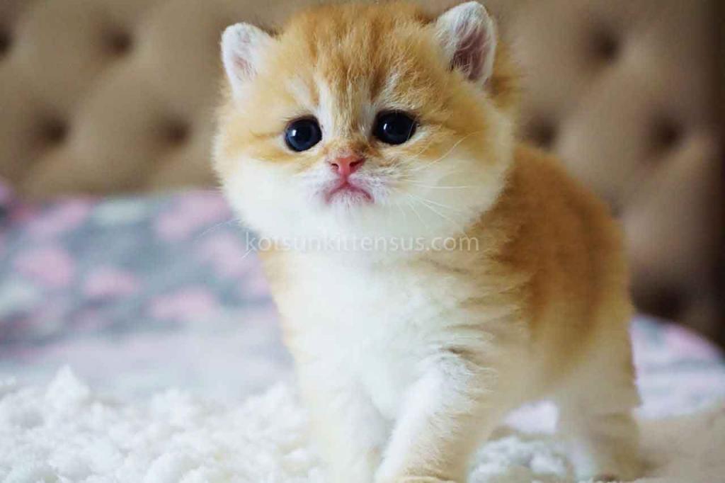 Boss Orange Golden Ny 11 British Shorthair Male photo 5