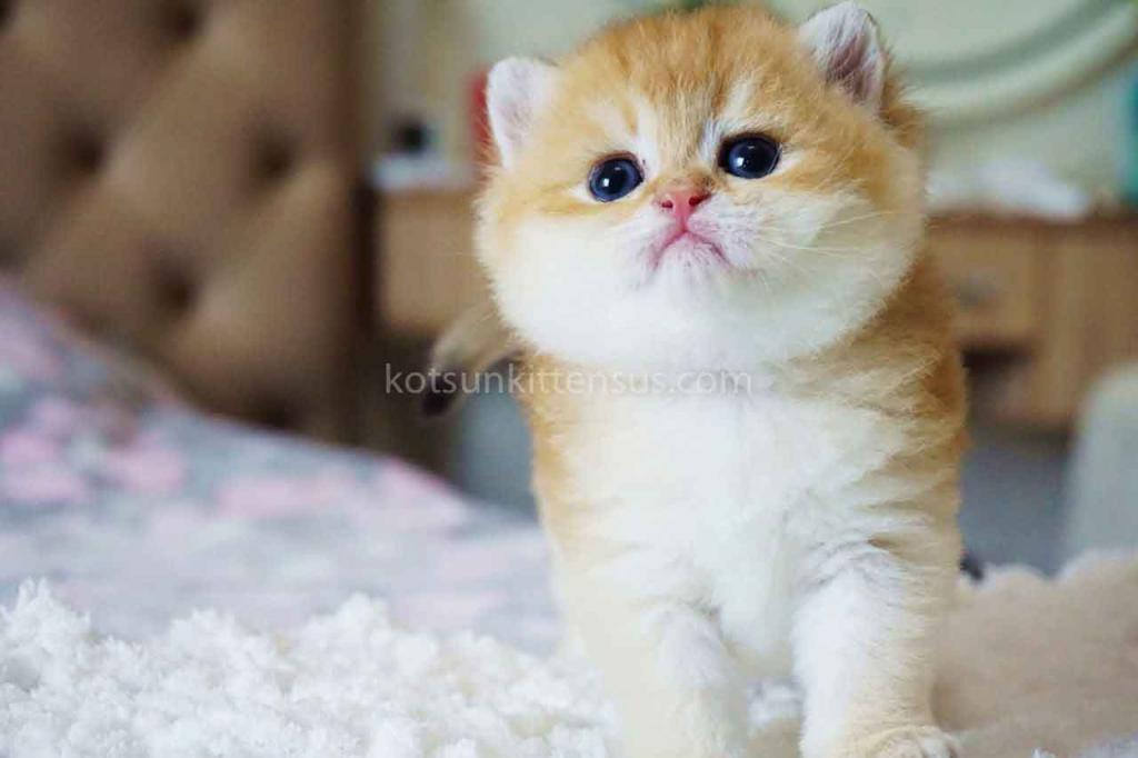 Boss Orange Golden Ny 11 British Shorthair Male photo 4