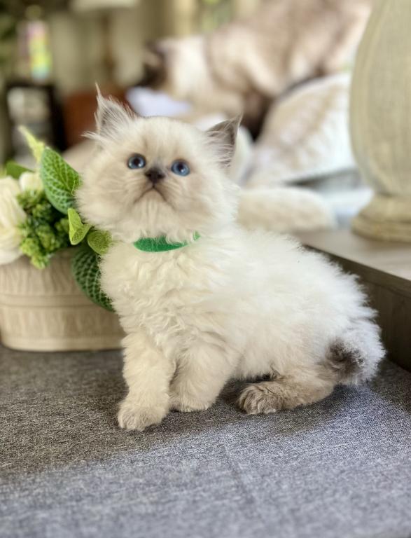 Litter U 1sapphire Siberian Kittens Cattery photo 2