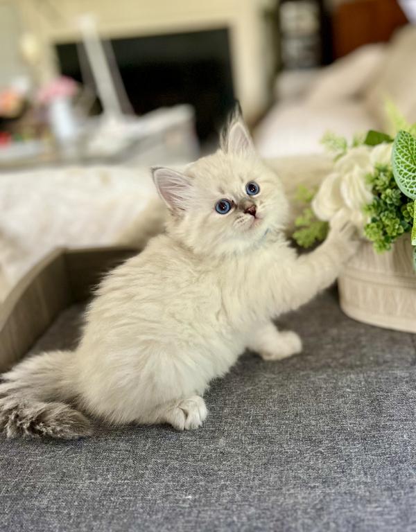 Litter U 1sapphire Siberian Kittens Cattery photo 4