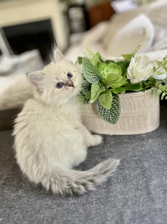Litter U 1sapphire Siberian Kittens Cattery photo 3