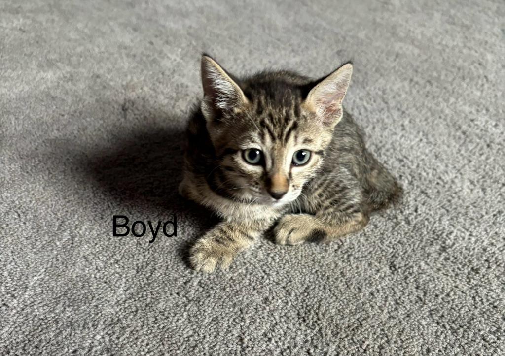 Bengal Russian Blue Mix photo 6