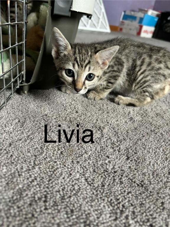 Bengal Russian Blue Mix photo 5