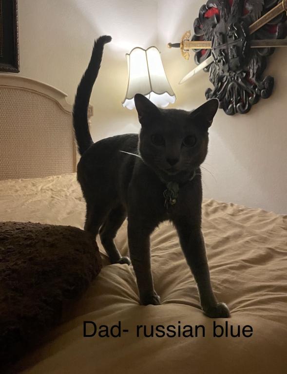 Bengal Russian Blue Mix photo 10