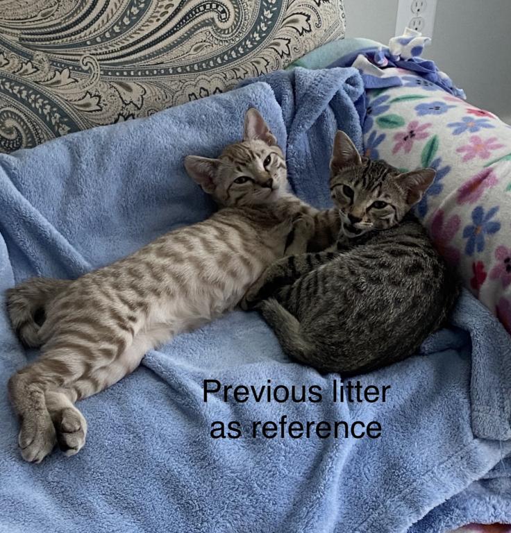 Bengal Russian Blue Mix photo 5