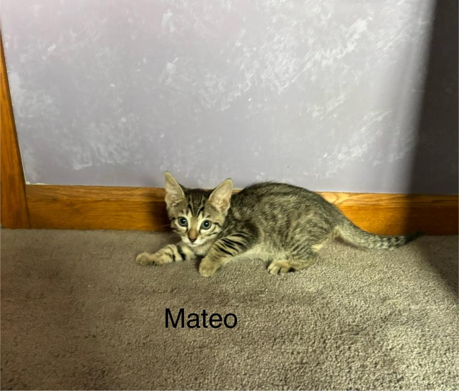 Bengal Russian Blue Mix photo 4