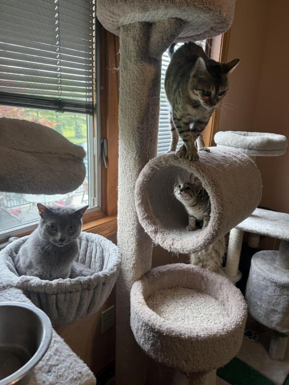 Bengal Russian Blue Mix photo 9