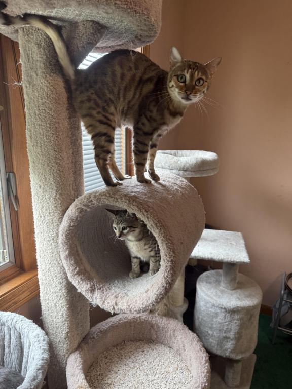 Bengal Russian Blue Mix photo 7